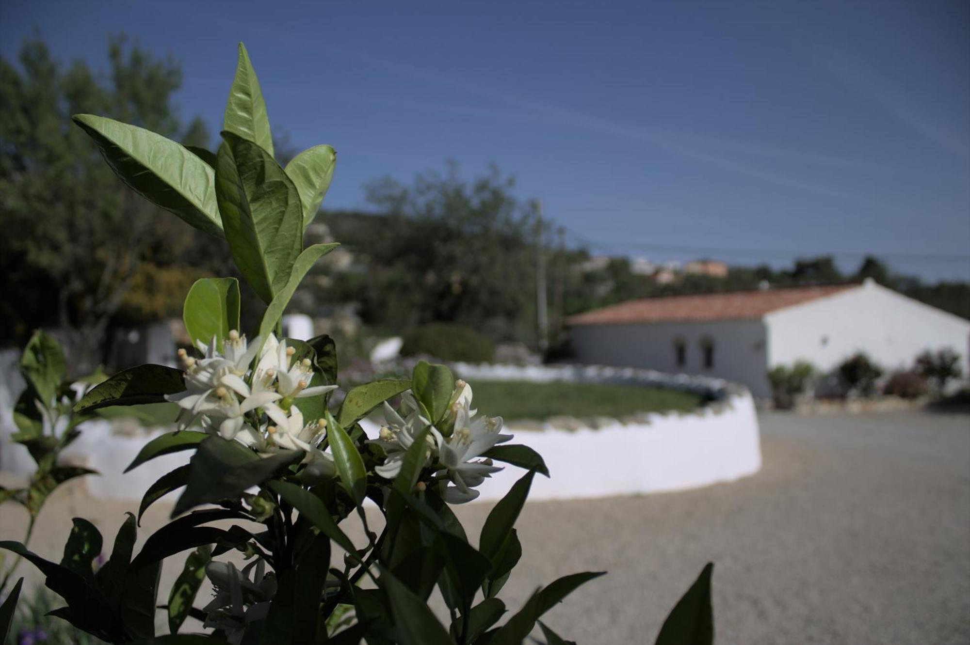 Suite Swimming Pool Quinta Da Eira 140 Years Old Loulé Eksteriør bilde